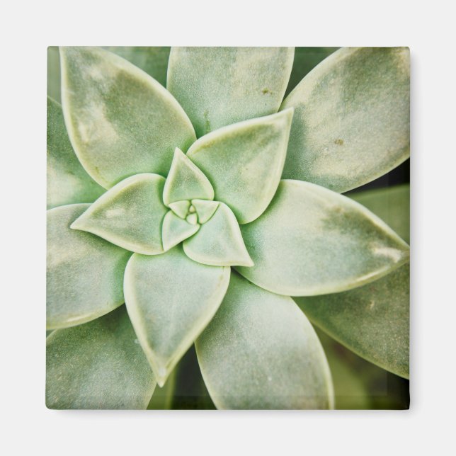 Aimant Ressort Succulent (Devant)