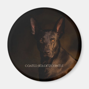 Aimant revêtu Xoloitzcuintle