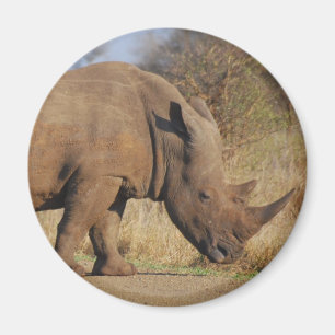 Aimant Rhino
