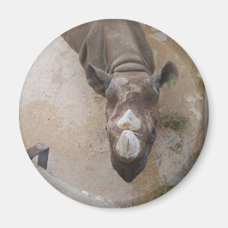 Aimant Rhino au zoo de San Antonio