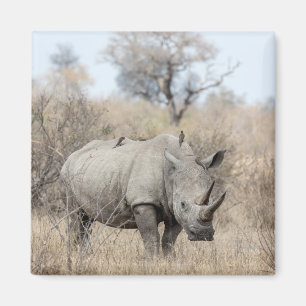 Aimant Rhino blanc