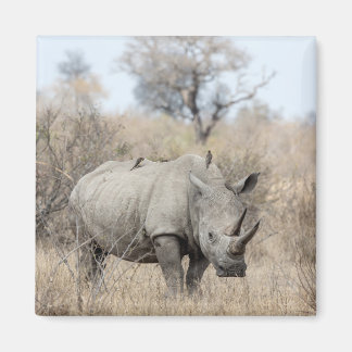 Aimant Rhino blanc