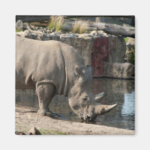 Aimant Rhinocéros