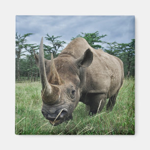 Aimant Rhinocéros noir Kenya