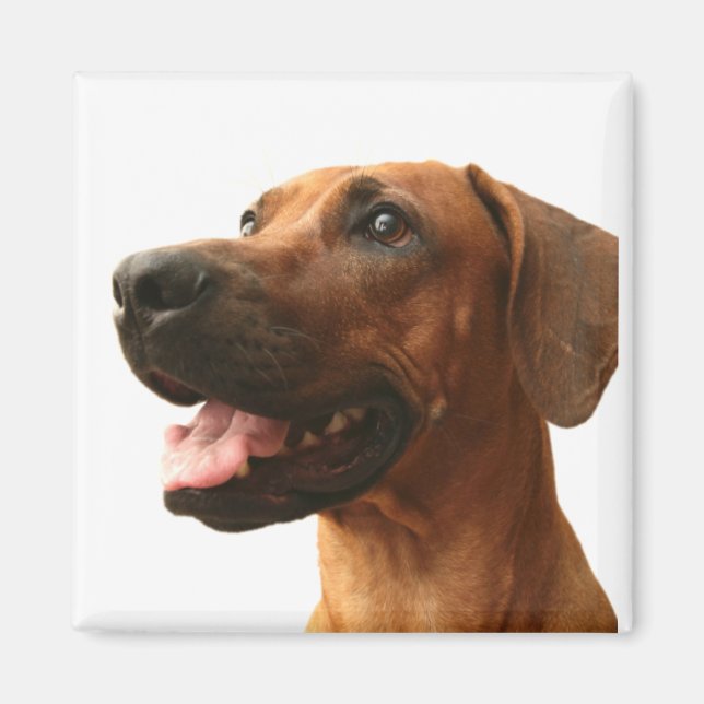 Aimant Rhodesian Ridgeback (Devant)