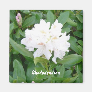 Aimant Rhododendron blanc
