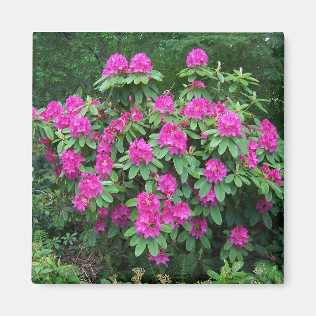 Aimant Rhododendron de forêt (Devant)