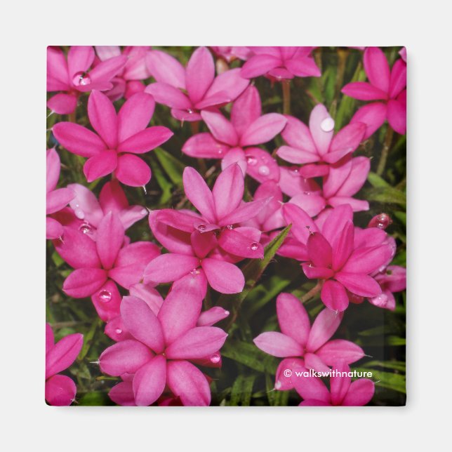 Aimant Rhodohypoxis / Etoile rouge / Rosy Posy (Devant)