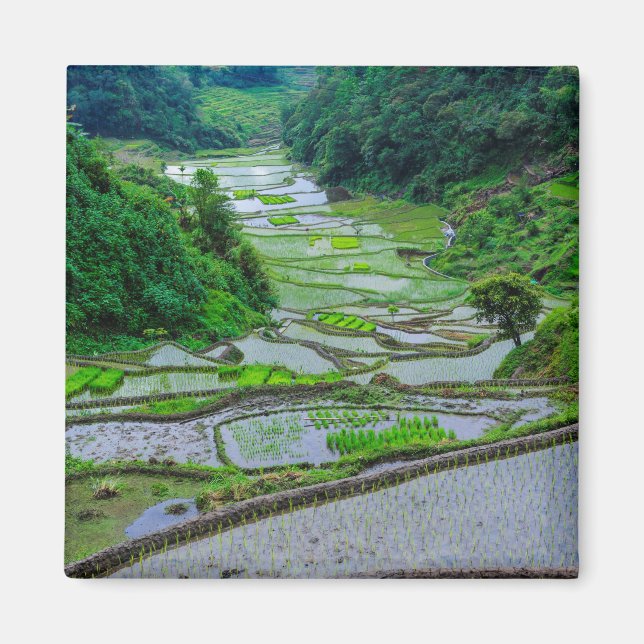 Aimant Rice Terraces of Banaue, Luzon (Devant)