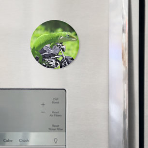 Aimant Rider Hawaiian Gecko