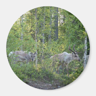 Aimant Rinder dans l'aimant de la Laponie