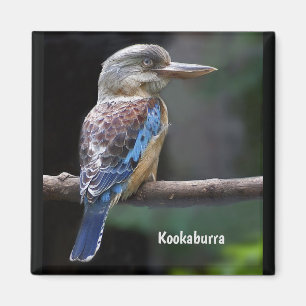Aimant Rire Kookaburra Bird