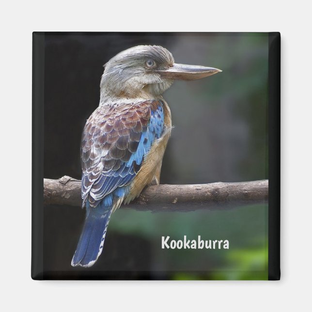 Aimant Rire Kookaburra Bird (Devant)