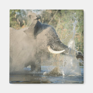 Aimant Rivière de Chobe, Botswana, Afrique