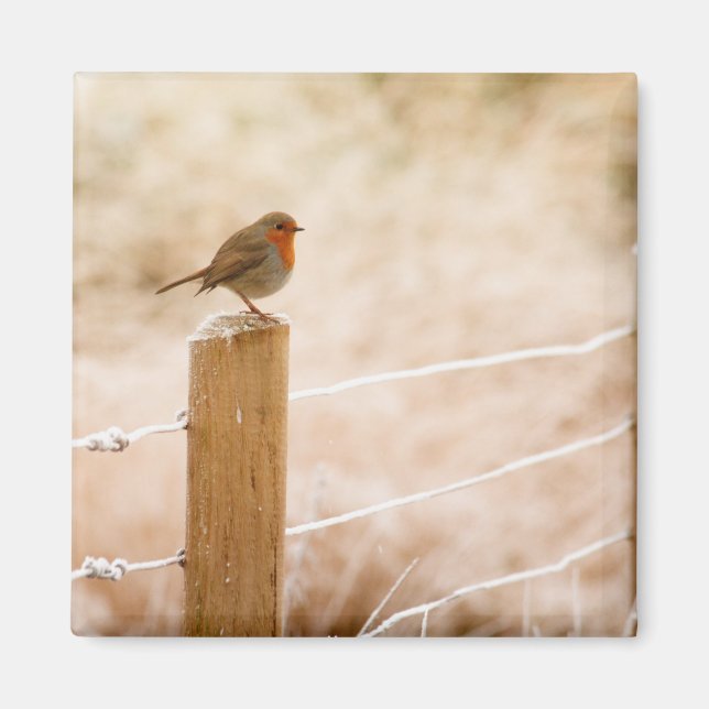 Aimant Robin d'hiver Redsein (Devant)