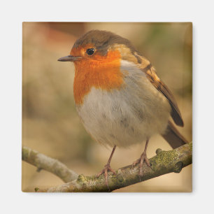 Aimant Robin en soleil