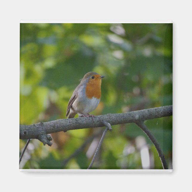 Aimant Robin en spirale. (Devant)
