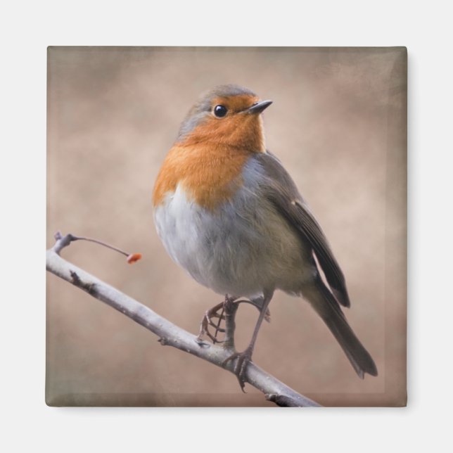 Aimant Robin Rustique (Devant)