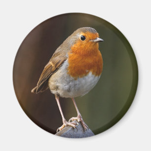 Aimant Robin sur l'aimant de courrier