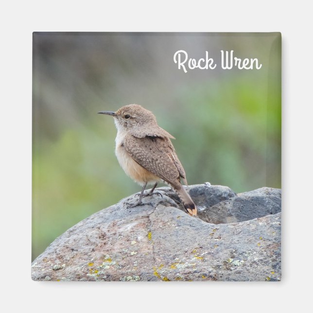 Aimant Rock Wren (Devant)