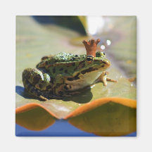 Roi de grenouille