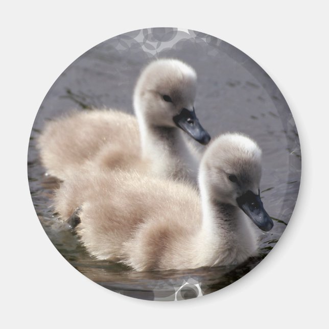 Aimant rond Cygne bébé (Devant)
