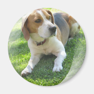 Aimant rond de chien de chasse de beagle