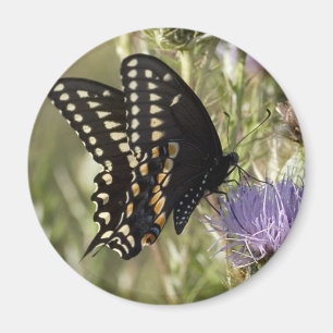 Aimant rond de papillon noir de machaon