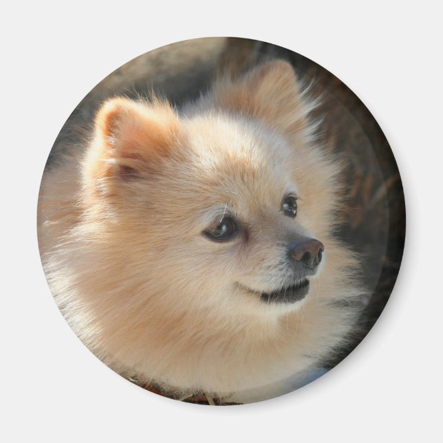 Aimant rond de Poméranie (Devant)