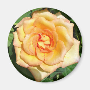 Aimant rond photo rose jaune
