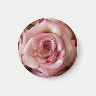 Aimant Rond Rose Blanche aux Pointes Roses Élégant