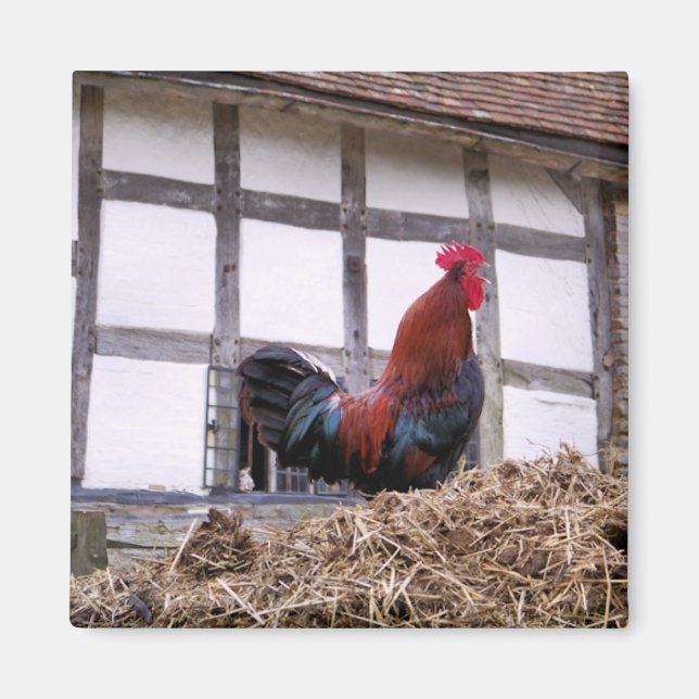 AIMANT ROOSTER (Devant)