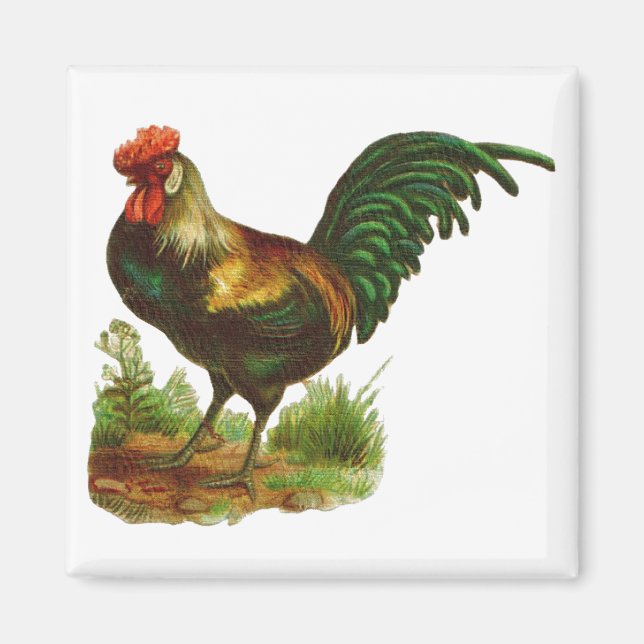 Aimant Rooster (Devant)