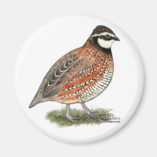 Aimant Rooster Bobwhite Quail