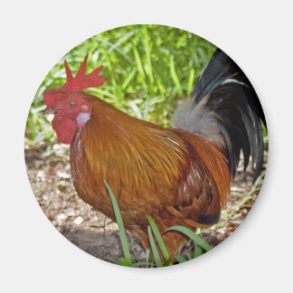Aimant Rooster clé Ouest