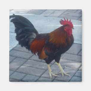 Aimant Rooster clé Ouest