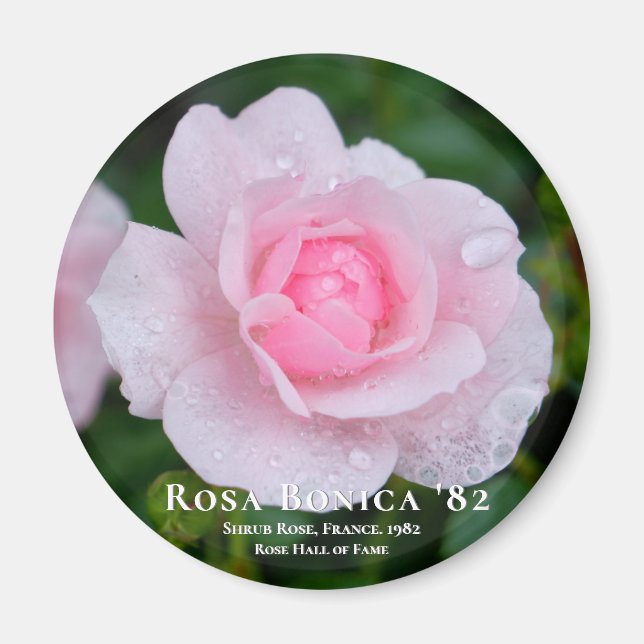Aimant Rosa Bonica 82 (Devant)