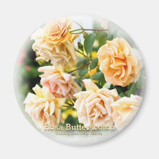 Aimant Rosa Butterscotch (Devant)