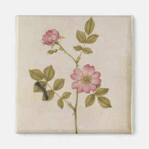 Aimant Rosa Canina - Dogrose et Caterpillar (crayon et