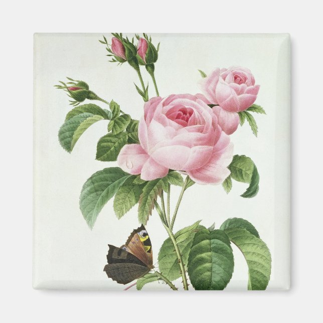 Aimant Rosa Centifolia (Devant)