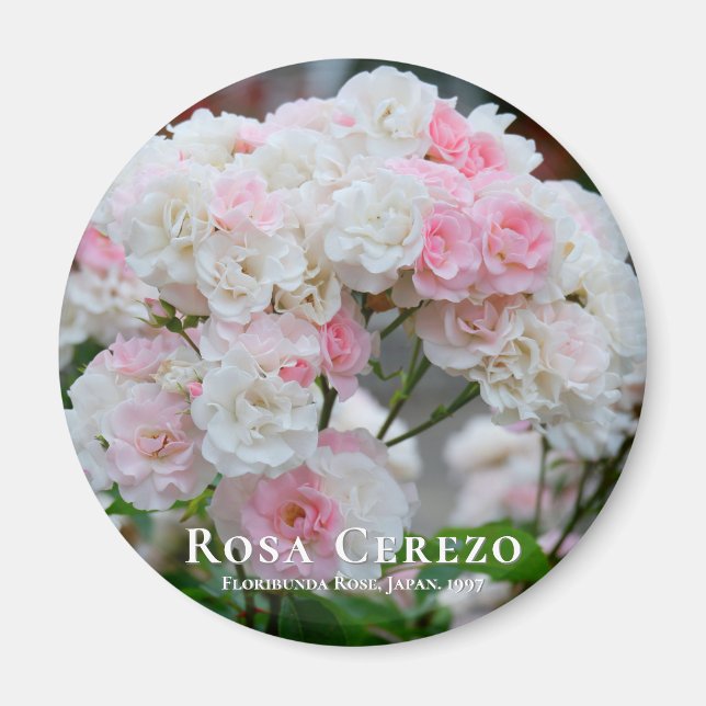 Aimant Rosa Cerezo (Devant)
