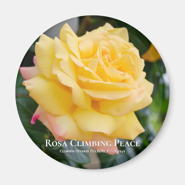 Aimant Rosa Climbing Peace (Devant)