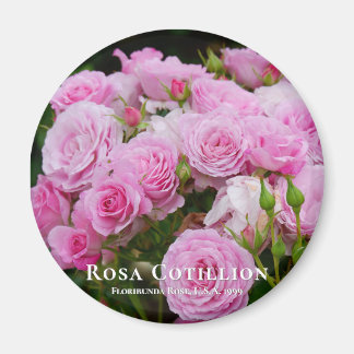 Aimant Rosa Cotillion