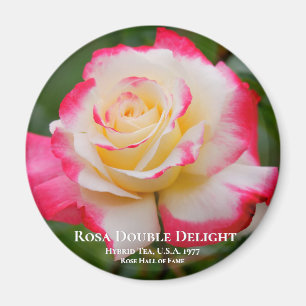 Aimant Rosa Double Delight