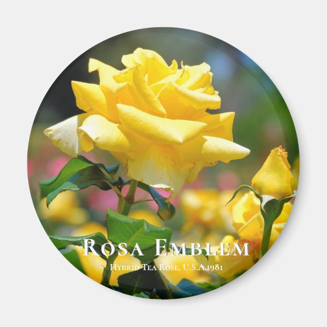 Aimant Rosa Emblem (Devant)
