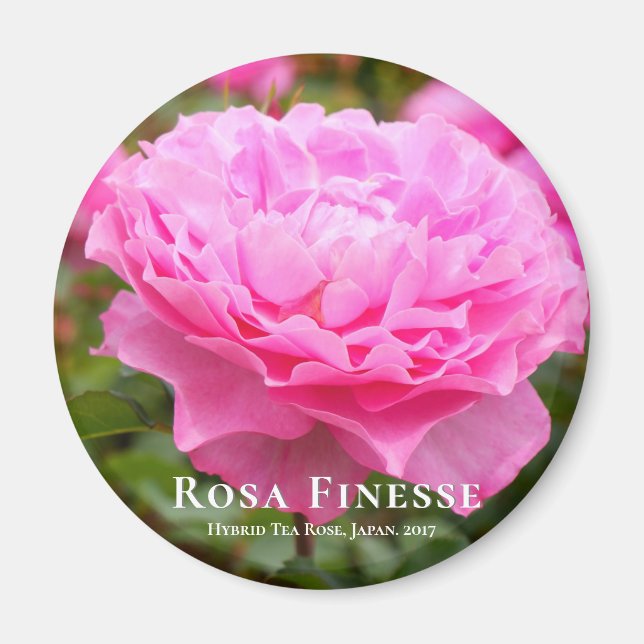 Aimant Rosa Finesse (Devant)