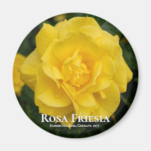 Aimant Rosa Friesia