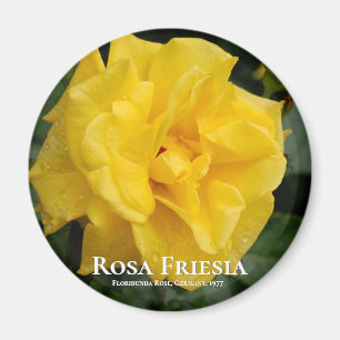 Aimant Rosa Friesia