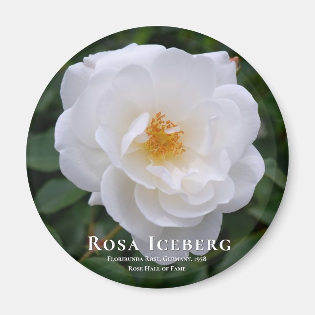 Aimant Rosa Iceberg (Devant)