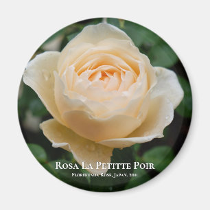Aimant Rosa La Petitte Poir